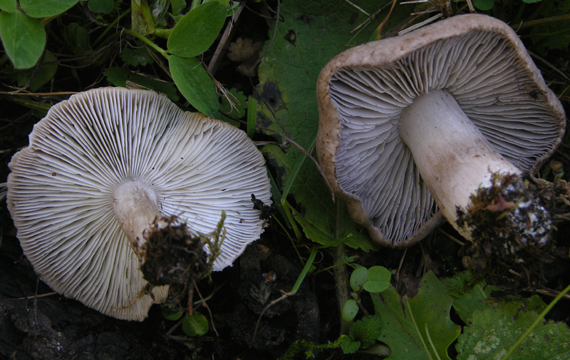 Tricholoma grigi.
